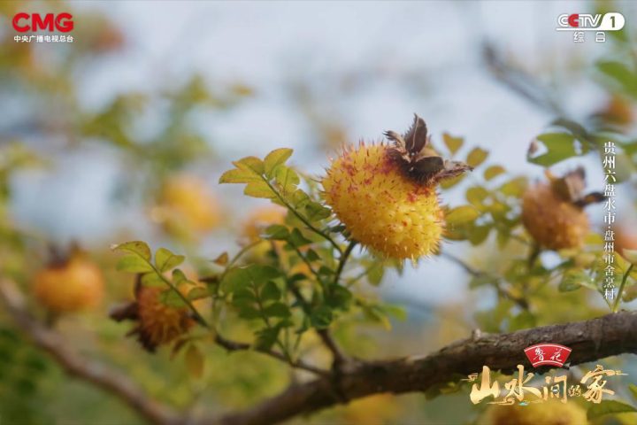 车河生态兴，黔地刺梨香，《山水间的家》邀您怡然山水间！ -12