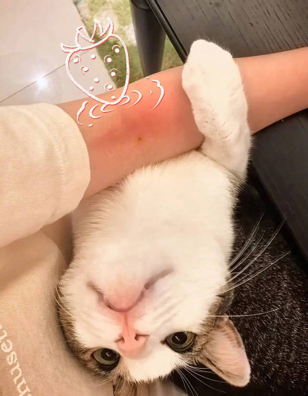杨幂分享立夏美照，与猫咪贴贴超有爱 -5