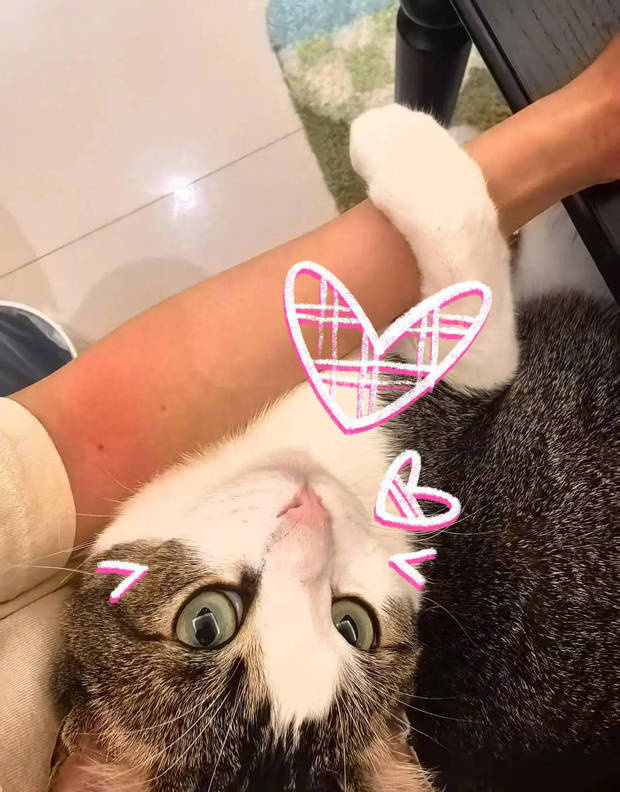 杨幂分享立夏美照，与猫咪贴贴超有爱 -6
