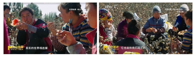 《地上的云朵》：当新疆的云絮坠落在棉田里 -9