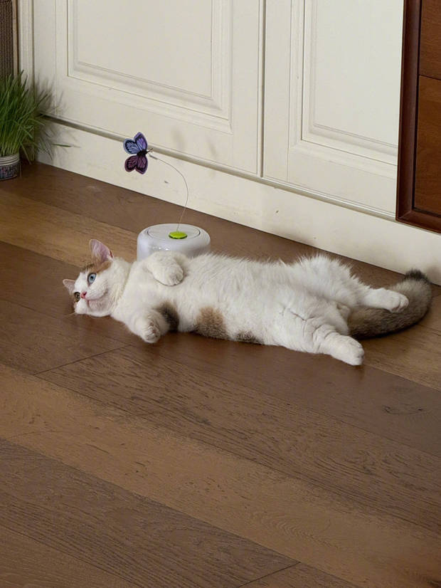 张馨予晒居家随拍，抱猫合影温馨又养眼 -5