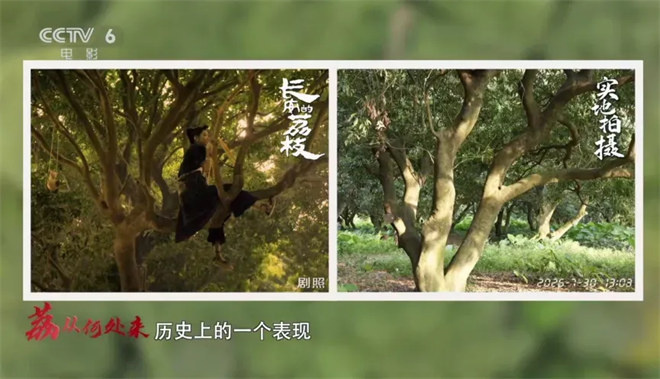 尝一颗“李善德同款”荔枝 品出怎样的人生滋味？ -9