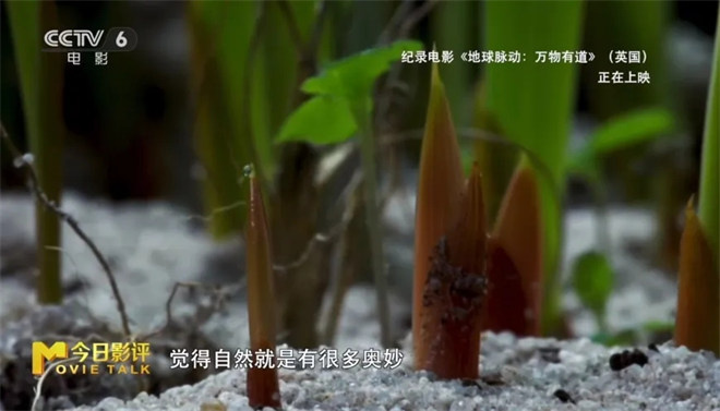 跟随《地球脉动：万物有道》解锁地球极致之美 -5