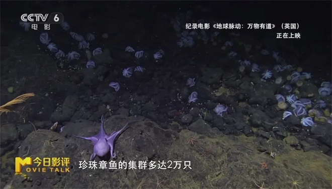 跟随《地球脉动：万物有道》解锁地球极致之美 -8