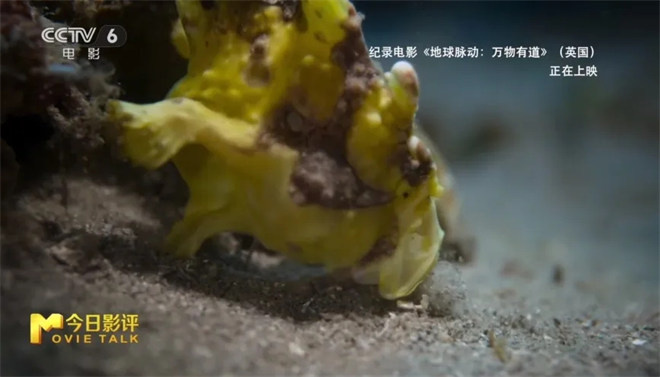 跟随《地球脉动：万物有道》解锁地球极致之美 -12