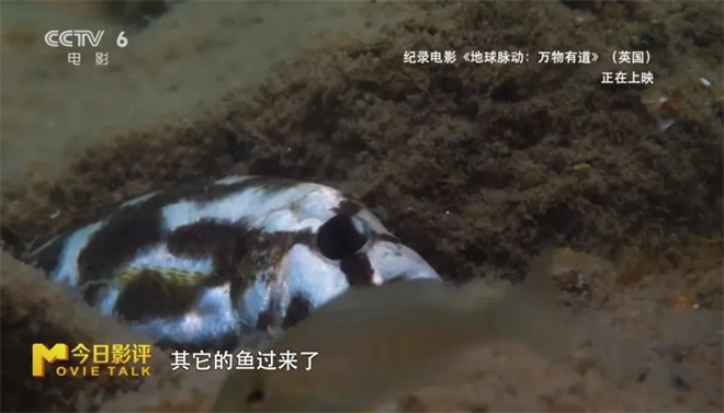 跟随《地球脉动：万物有道》解锁地球极致之美 -13