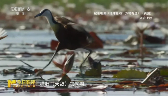 跟随《地球脉动：万物有道》解锁地球极致之美 -14