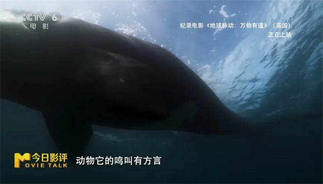 跟随《地球脉动：万物有道》解锁地球极致之美 -15