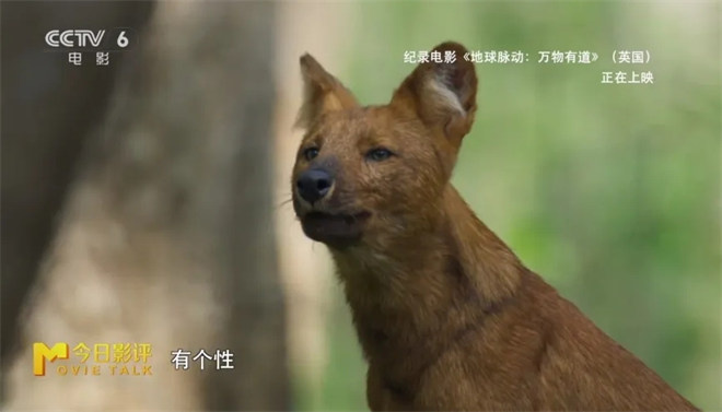 跟随《地球脉动：万物有道》解锁地球极致之美 -16