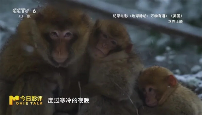 跟随《地球脉动：万物有道》解锁地球极致之美 -17