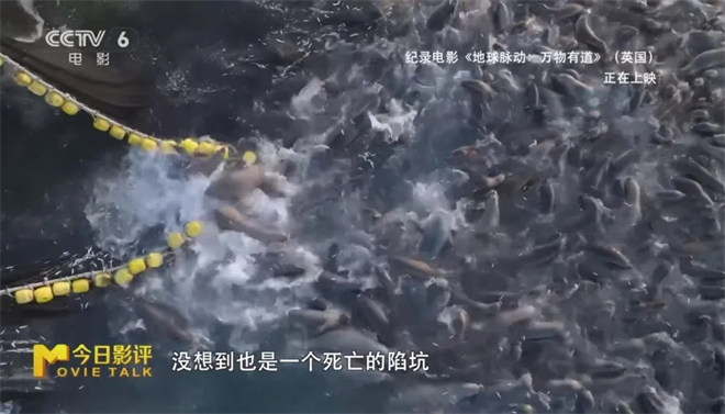 跟随《地球脉动：万物有道》解锁地球极致之美 -20