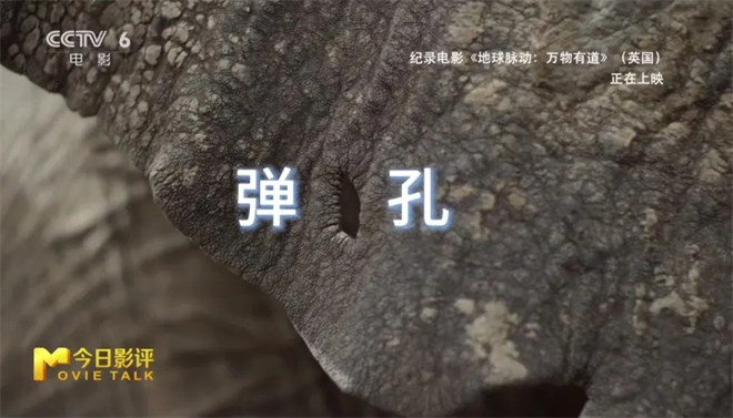 跟随《地球脉动：万物有道》解锁地球极致之美 -21