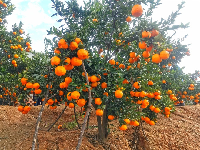 电影《白桔》“创作交流会”在云南昆明举行 -15