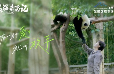 纪实电影《熊猫奇遇记》暖心定档 3月10日解锁国宝全生命周期密码